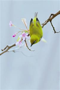 冬樱花上的秀眼鸟