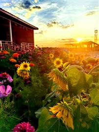 二十一点的向日葵