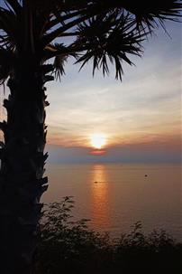 椰树下的夕阳