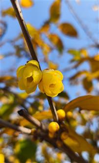 腊梅迎春