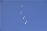 一行白鹭上青天