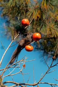 柿子树上长松鼠