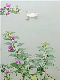 春江水暖鸭先知