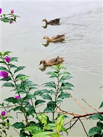 春江水暖鸭先知