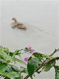 春江水暖鸭先知