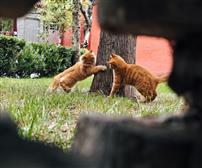 古树下的喵趣瞬间