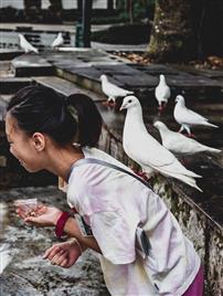 与白鸽的温柔邂逅