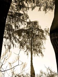 镜湖树影：涟漪里的颠倒世界