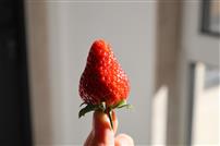 指尖上的浆果日