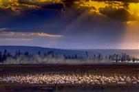 东非湖岸的生灵