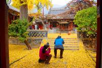 疑是天仙撒金花