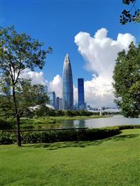 蓝天白云下的小竹笋