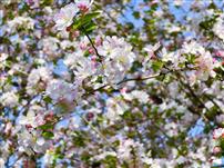 乱花渐欲迷人眼