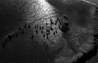 《麋鹿“塬”》