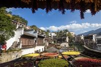 黄岭晒秋醉徽居