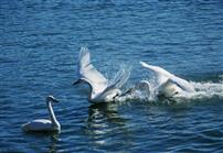 烟墩澄波&nbsp;&nbsp;天鹅逐影