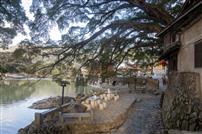 溪畔榕风入画来