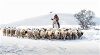 雪地牧羊