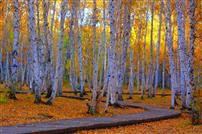 婀娜多姿白桦树