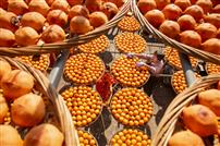 《乡村“柿”业》