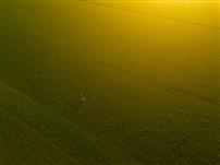 稻花香里说丰年