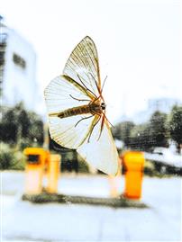 停在玻璃上的蝴蝶