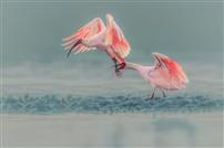 朱鹮--雾中双舞