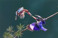 翠枝双雀喙交锋