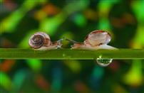 独木桥上的约会