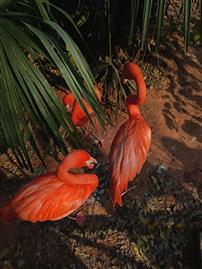 火烈鸟