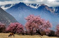 《桃花盛开的地方》