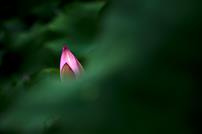 《唯有瑶池暗香来》